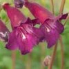 PENSTEMON 'Blackbird' -Garden Plants penstemon blackbird 6140683