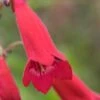 PENSTEMON 'Cherry' -Garden Plants penstemon cherry 140933
