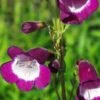 PENSTEMON 'Countess Of Dalkeith' -Garden Plants penstemon countess of dalkeith