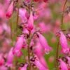 PENSTEMON 'Evelyn' -Garden Plants penstemon evelyn 6150056