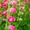PENSTEMON 'Flamingo' -Garden Plants penstemon flamingo 2