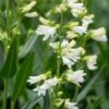 PENSTEMON Glaber 'Roundway Snowflake' -Garden Plants penstemon glaber roundway snowflake 6160362