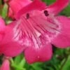 PENSTEMON 'Hewell Pink Bedder' -Garden Plants penstemon hewell pink bedder