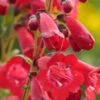 PENSTEMON 'King George V' -Garden Plants penstemon king george 7031469
