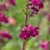 PENSTEMON 'Midnight' -Garden Plants penstemon midnight 6160345