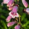 PENSTEMON 'Mother Of Pearl' -Garden Plants penstemon mother of pearl 111645