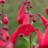 PENSTEMON 'Newbury Gem' -Garden Plants penstemon newbury gem web