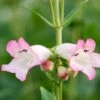 PENSTEMON 'Osprey' -Garden Plants penstemon osprey 6140747
