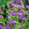 PENSTEMON 'Papal Purple' -Garden Plants penstemon papal purple 6170414