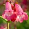 PENSTEMON 'Pennington Gem' -Garden Plants penstemon pennington gem web