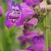 PENSTEMON (Pensham Series) 'Pensham Victoria Plum'