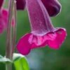 PENSTEMON 'Raven' -Garden Plants penstemon raven 6150833
