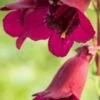 PENSTEMON 'Rich Ruby' -Garden Plants penstemon rich ruby 110827