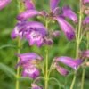 PENSTEMON 'Sour Grapes' -Garden Plants penstemon sour grapes 6140686