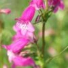 PENSTEMON 'Threave Pink' -Garden Plants penstemon threave pink 6160343