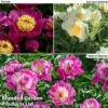Peony Collection 1 Peony Collection -Garden Plants peony trio1
