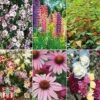 Bare Root Perennial Collection -Garden Plants pere12