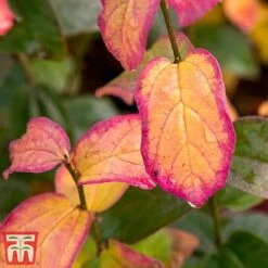 Parrotia Persica 'Persian Spire' -Garden Plants persian2