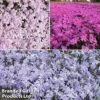 Creeping Phlox Trio Collection