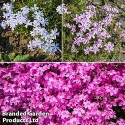 Creeping Phlox Trio Collection -Garden Plants phlo trio2