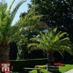 Phoenix Palm 11 Phoenix Palm -Garden Plants phoe can2