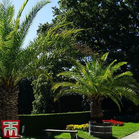 Phoenix Palm 6 Phoenix Palm - Image 4