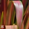 Phormium 'Jester' -Garden Plants phor jest