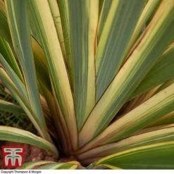 Phormium Tenax 'Variegatum' -Garden Plants phor vari21