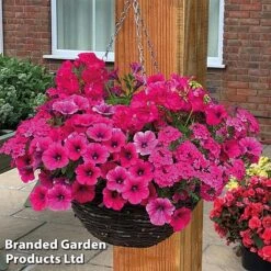 Pink Shockwave Preplanted Hanging Basket -Garden Plants pink shock