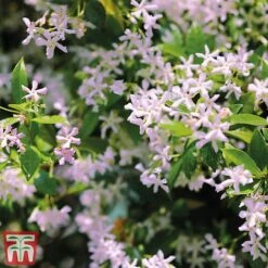 Trachelospermum 'Pink Shower' -Garden Plants pinkstar1