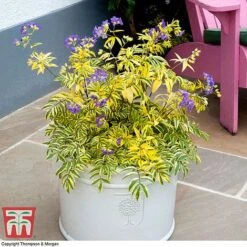 Polemonium 'Golden Feathers' -Garden Plants pole gold4