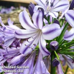 Agapanthus 'Poppin' Star' -Garden Plants poppin st