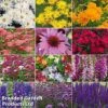 Perennial Eternal Flowering Collection -Garden Plants pren col