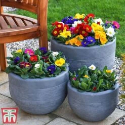 Primrose '100 Days Of Flower' -Garden Plants prim 100