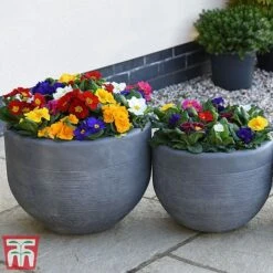 Primrose '100 Days Of Flower' -Garden Plants prim 1001