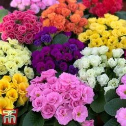 Primrose 'Primlet Tropical Mix' -Garden Plants prim trop