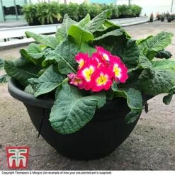 Primrose 'Arizona Bicolor' (Pre-Planted) -Garden Plants primrose arizona howwillarr