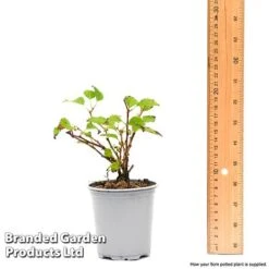 Prunus Incisa 'Kojo-No-Mai' 17 Prunus Incisa 'Kojo-No-Mai' -Garden Plants prun1