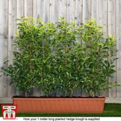 Blackthorn (Hedging) -Garden Plants prunus ready1