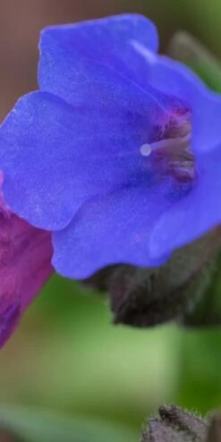 PULMONARIA 'Blue Ensign' -Garden Plants pulmonaria blue ensign 1270180