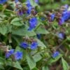 PULMONARIA 'Blue Ensign'