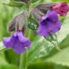 PULMONARIA 'Diana Clare' -Garden Plants pulmonaria diana clare 2060474