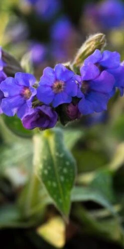 PULMONARIA 'Trevi Fountain'