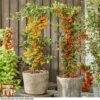 Pyracantha Coccinea 'Star' Duo -Garden Plants pyra duo