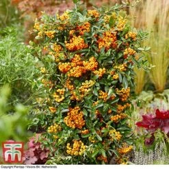 Pyracantha Coccinea 'Star' Duo -Garden Plants pyra sun3