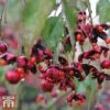 Euonymus Europaeus 'Red Cascade' -Garden Plants redcas