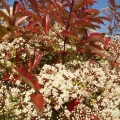 Photinia 'Red Robin' 17 Photinia 'Red Robin' -Garden Plants redrobin3