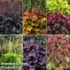 Heuchera Rex Collection 2 Heuchera Rex Collection -Garden Plants rex coll