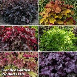 Heuchera Rex Collection -Garden Plants rex coll3