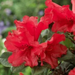 Garden Plants -Garden Plants rhodo